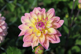 Dahlia 'Mondriaan'