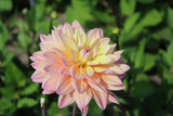 Dahlia 'Mondriaan'