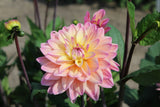 Dahlia 'Mondriaan'