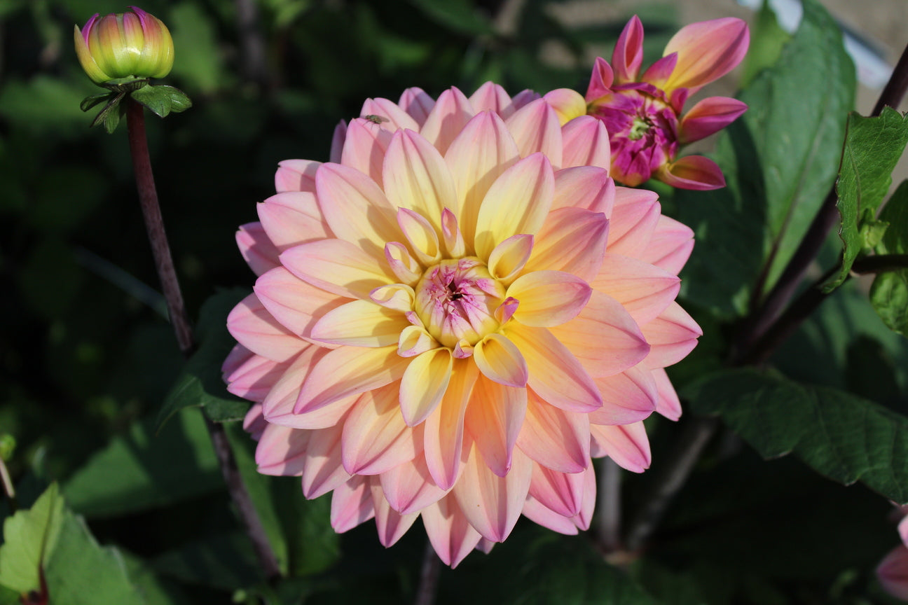 Dahlia 'Mondriaan'