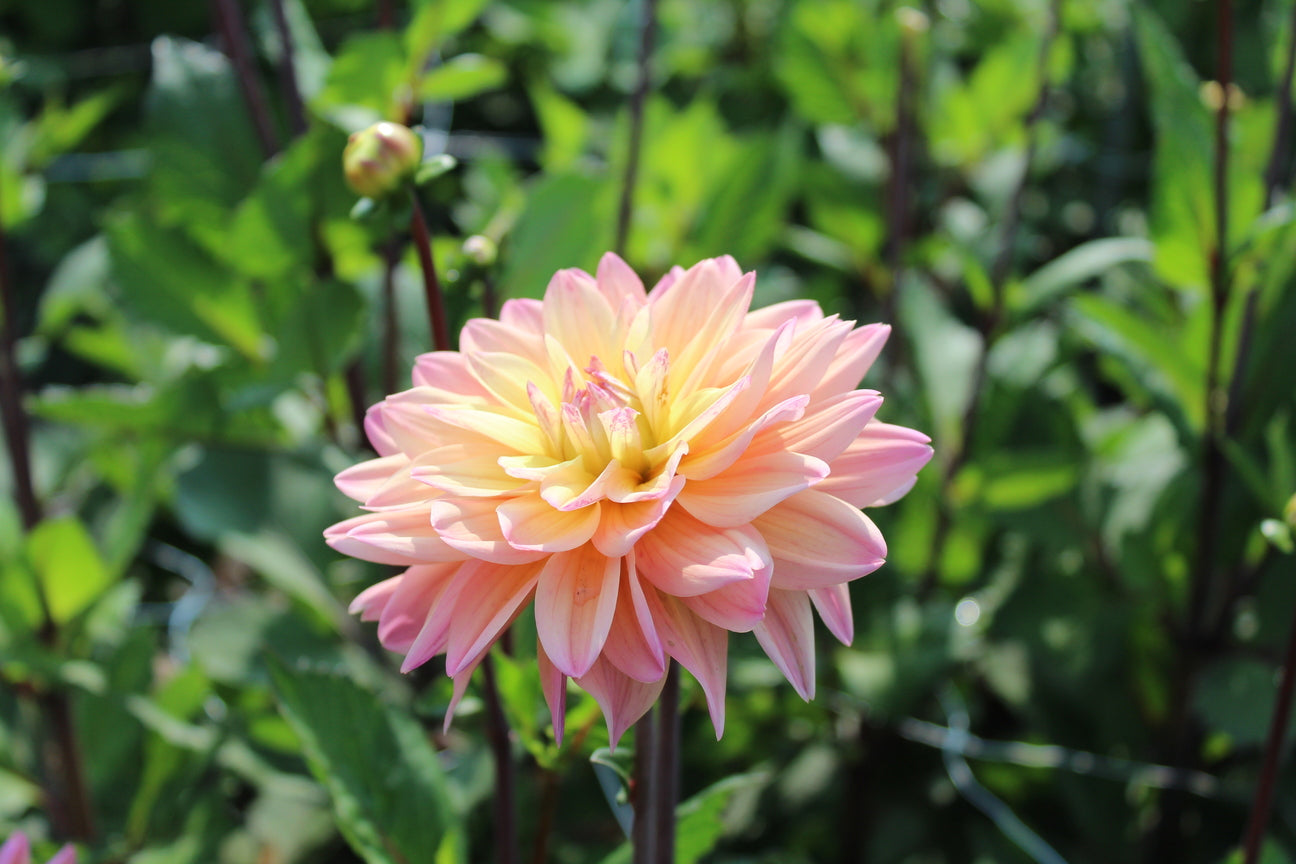 Dahlia 'Mondriaan'