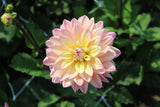 Dahlia 'Mondriaan'