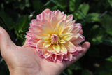 Dahlia 'Mondriaan'