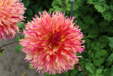 Dahlia 'Myrtle's Folly'