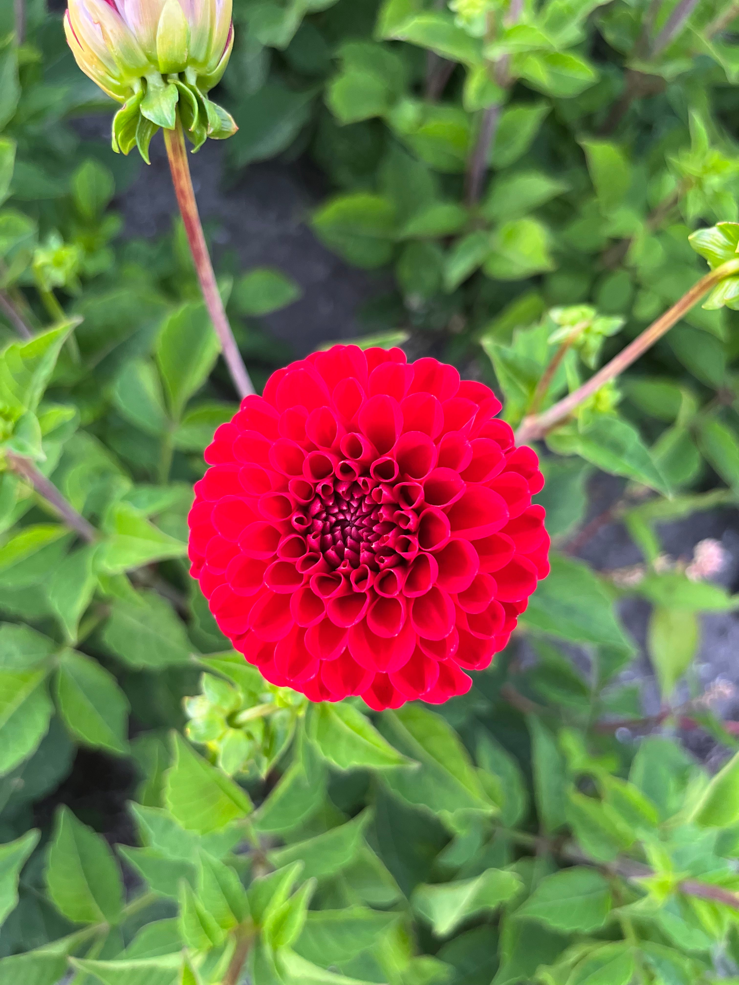 Dahlia 'Natal'