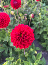 Dahlia 'Natal'