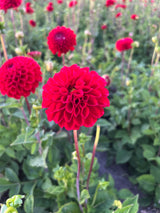 Dahlia 'Natal'