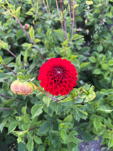 Dahlia 'Natal'