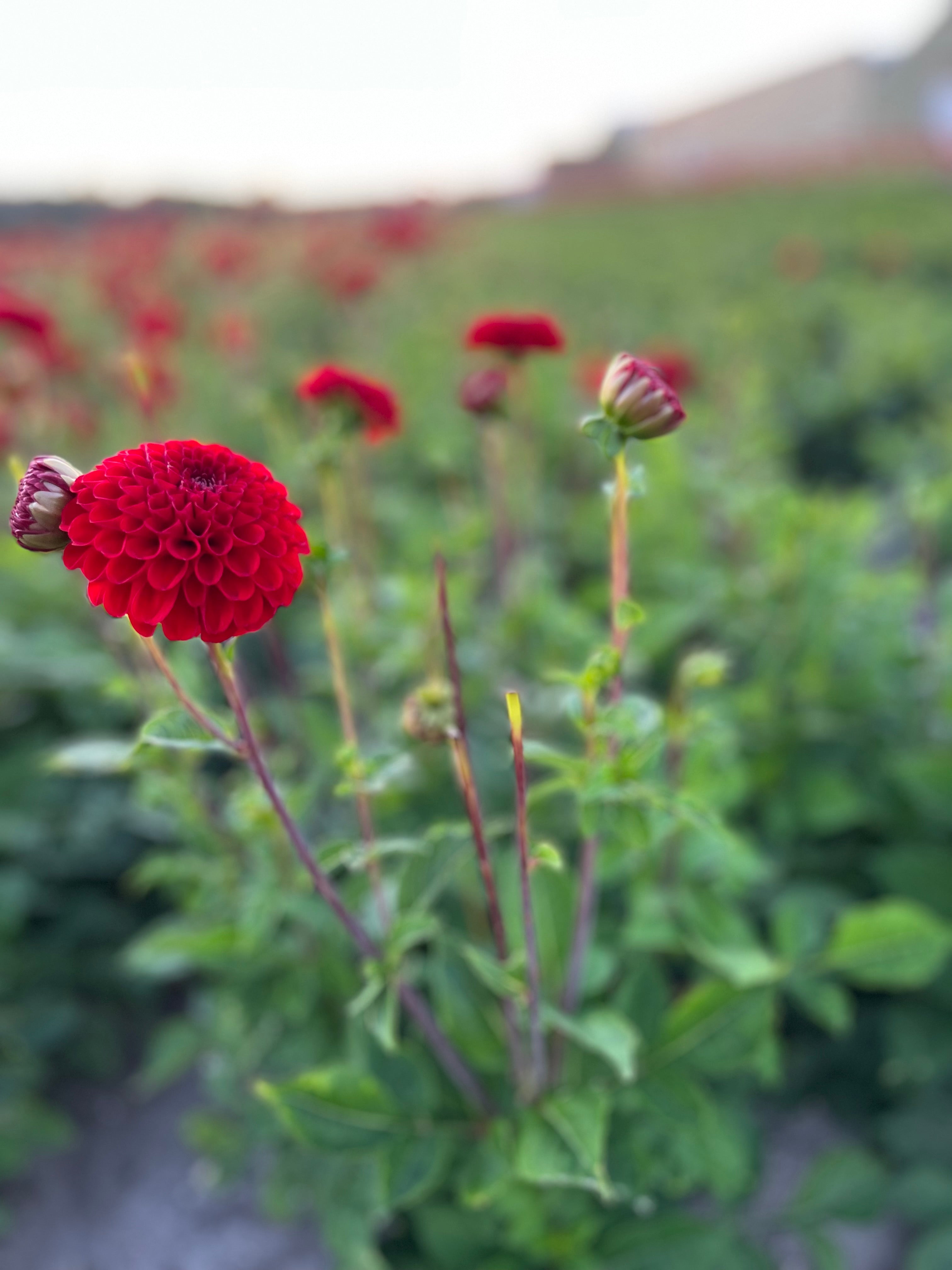 Dahlia 'Natal'