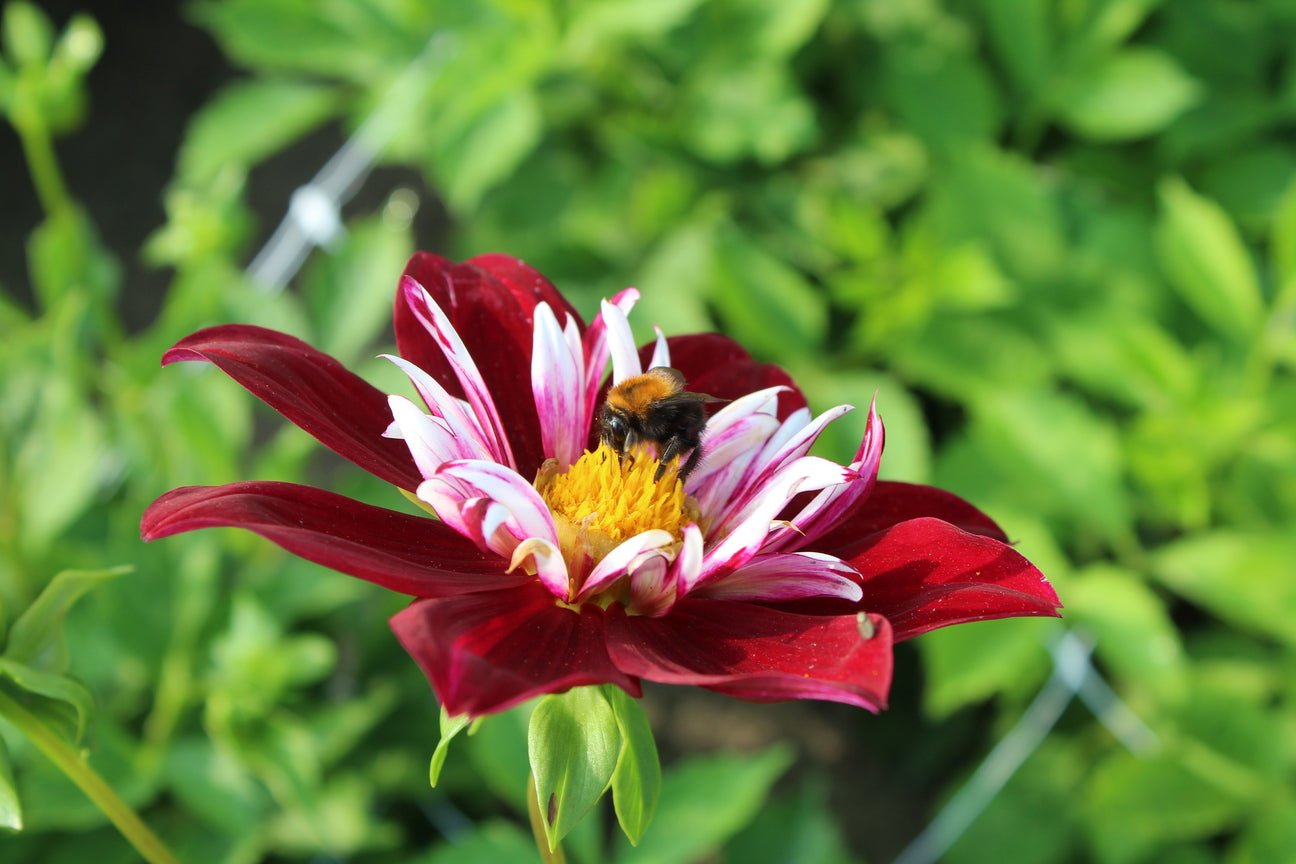 Dahlia 'Night Butterfly'