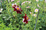 Dahlia 'Night Butterfly'