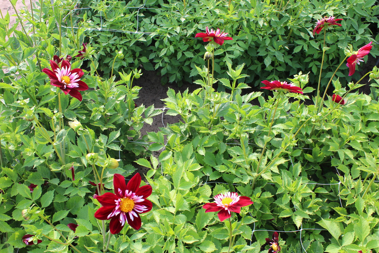 Dahlia 'Night Butterfly'