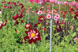 Dahlia 'Night Butterfly'