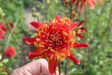 Dahlia 'Octopus Sparkle'