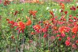 Dahlia 'Octopus Sparkle'