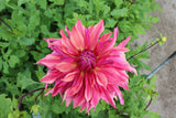 Dahlia 'Penhill Dark Monarch'