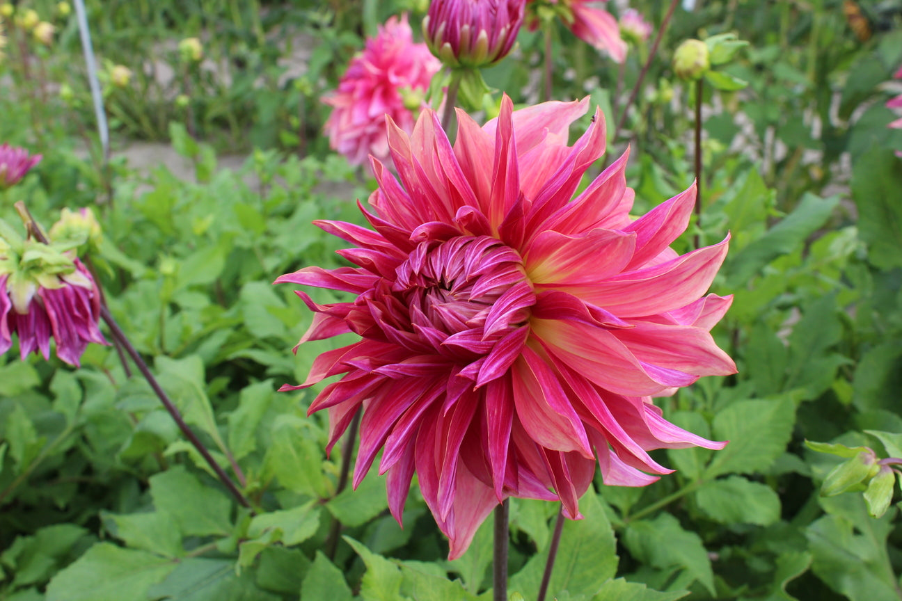 Dahlia 'Penhill Dark Monarch'