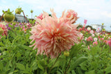 Dalia 'Penhill Watermelon'