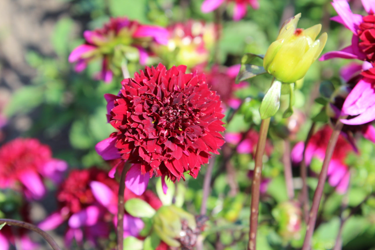 Dahlia 'Poodle Skirt'