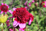 Dahlia 'Poodle Skirt'