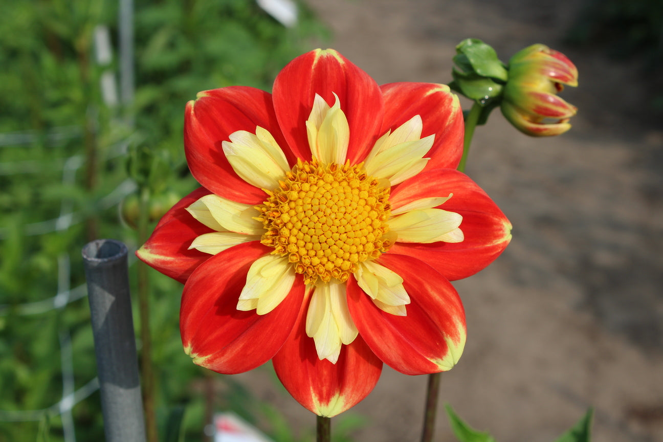 Dahlia 'Pooh'