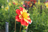 Dahlia 'Pooh'