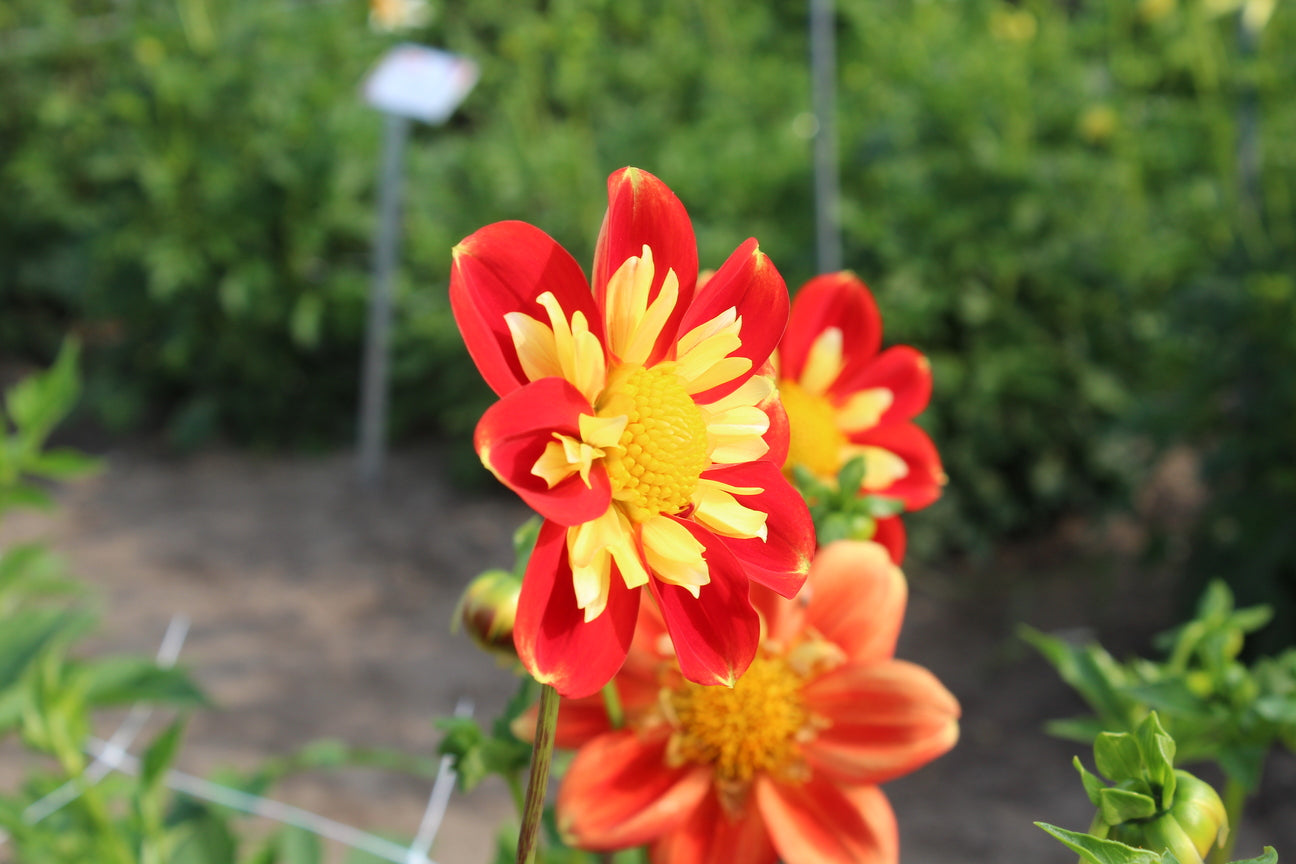 Dahlia 'Pooh'