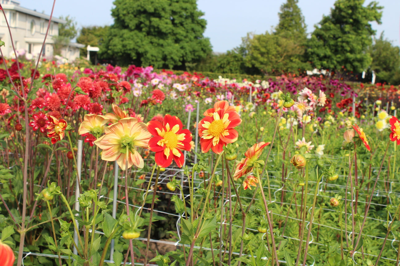 Dahlia 'Pooh'