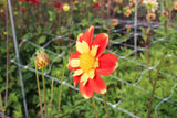 Dahlia 'Pooh'