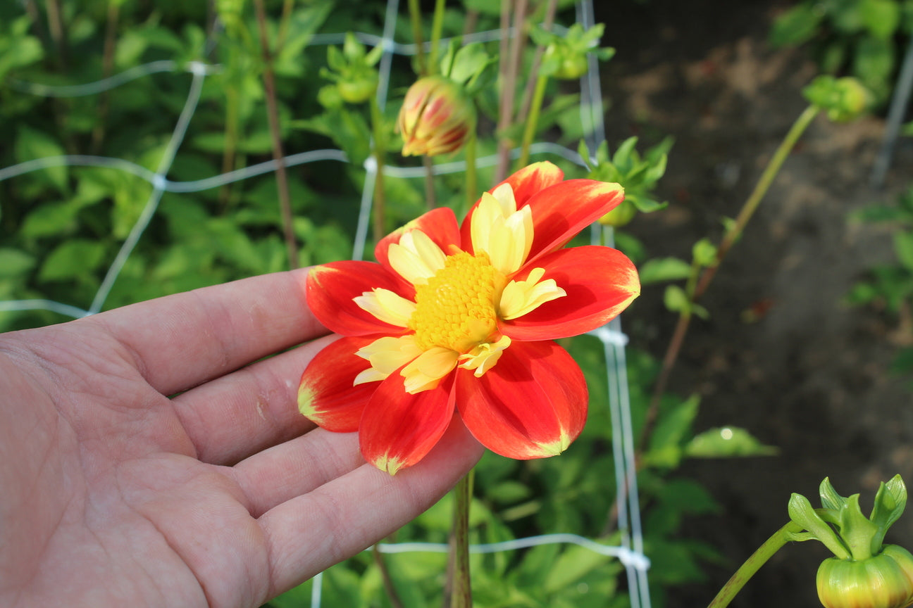 Dahlia 'Pooh'