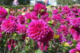 Dahlia 'Purple Fox'