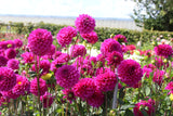 Dahlia 'Purple Fox'