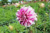 Dahlia 'Radegast'