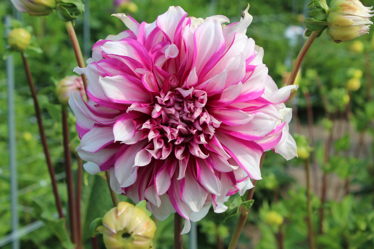 Dahlia 'Radegast'