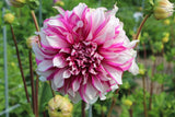 Dahlia 'Radegast'