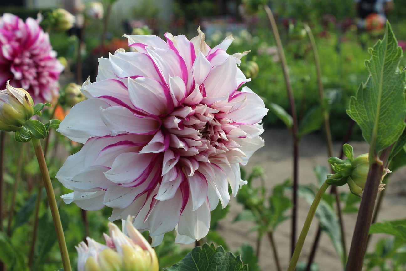 Dahlia 'Radegast'