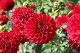 Dahlia 'Red Fox'