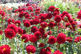 Dahlia 'Red Fox'