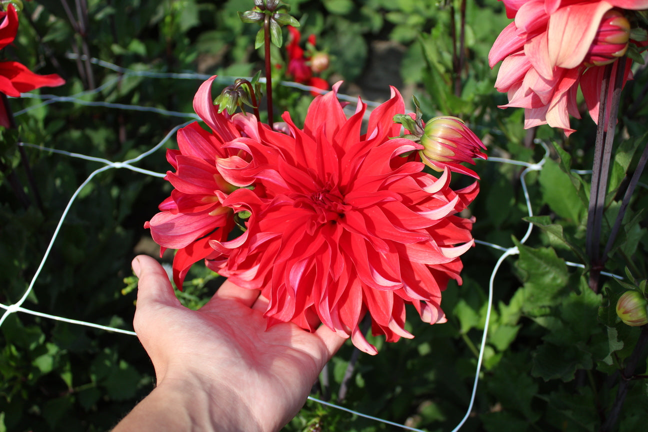 Dahlia 'Red Labyrinth'