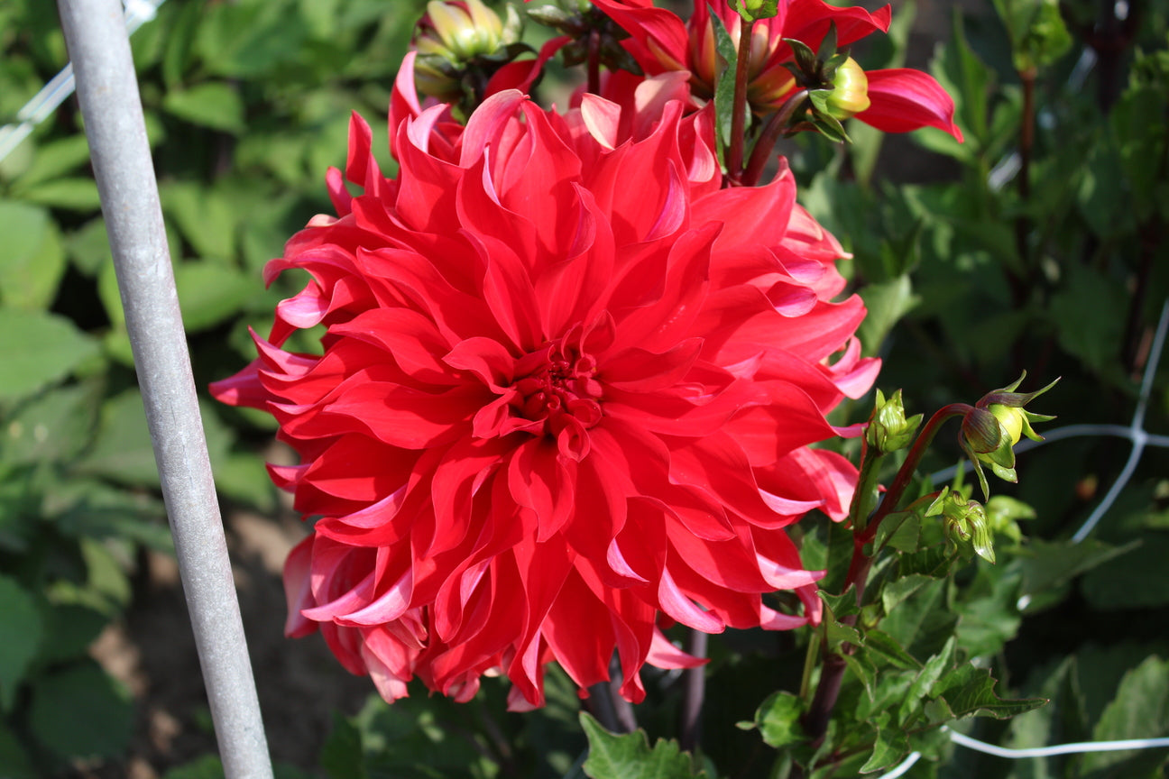 Dahlia 'Red Labyrinth'