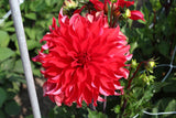 Dahlia 'Red Labyrinth'