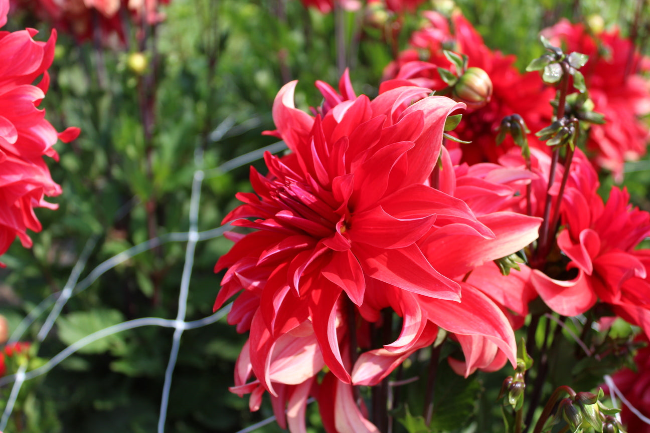 Dahlia 'Red Labyrinth'