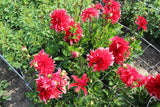 Dahlia 'Red Labyrinth'