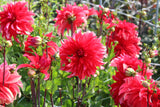 Dahlia 'Red Labyrinth'