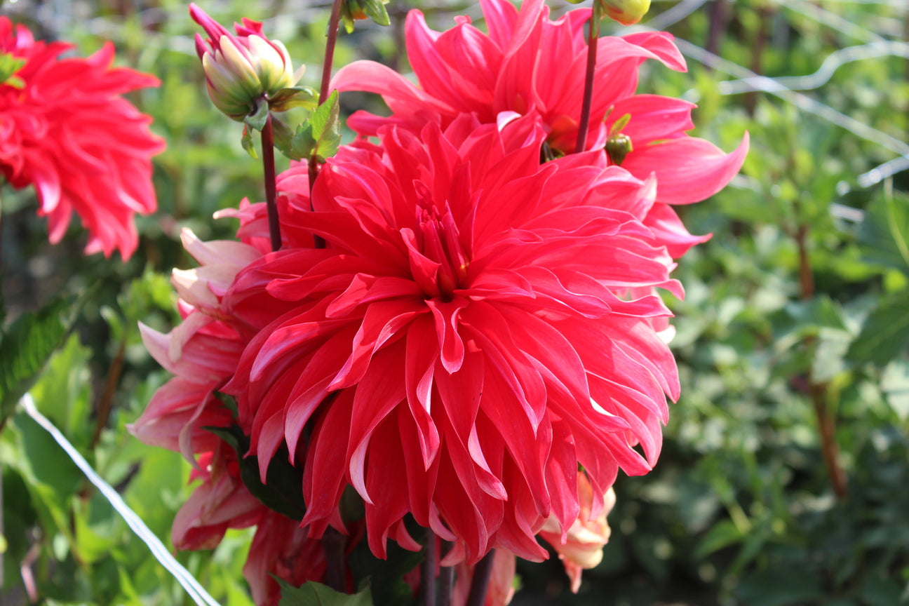 Dahlia 'Red Labyrinth'