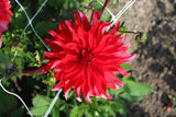 Dahlia 'Red Labyrinth'