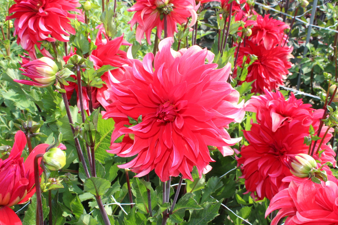 Dahlia 'Red Labyrinth'