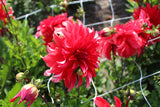 Dahlia 'Red Labyrinth'