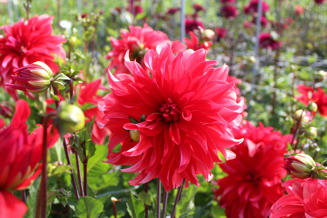 Dahlia 'Red Labyrinth'