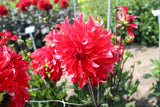 Dahlia 'Red Labyrinth'